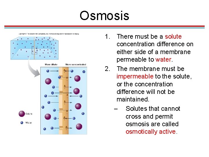 Osmosis 1. There must be a solute concentration difference on either side of a Osmosis 1. There must be a solute concentration difference on either side of a