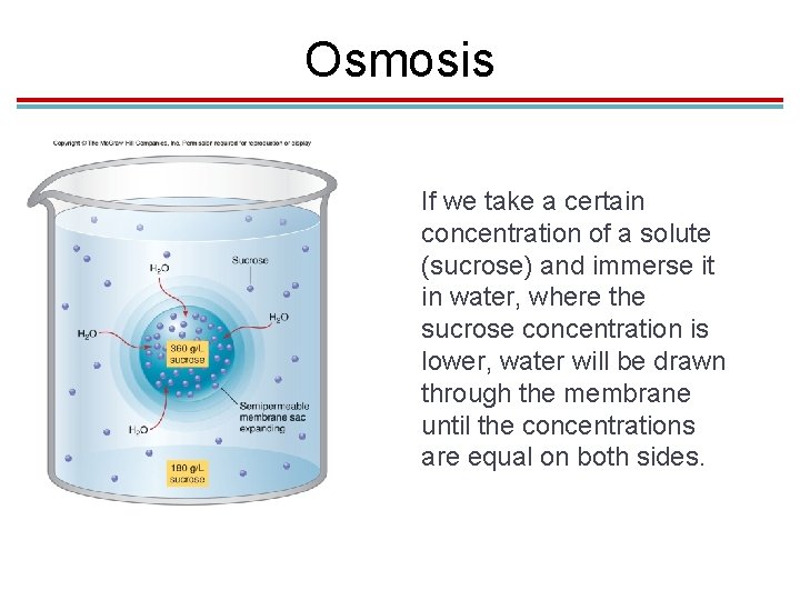 Osmosis If we take a certain concentration of a solute (sucrose) and immerse it Osmosis If we take a certain concentration of a solute (sucrose) and immerse it