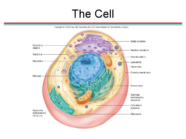 The Cell The Cell