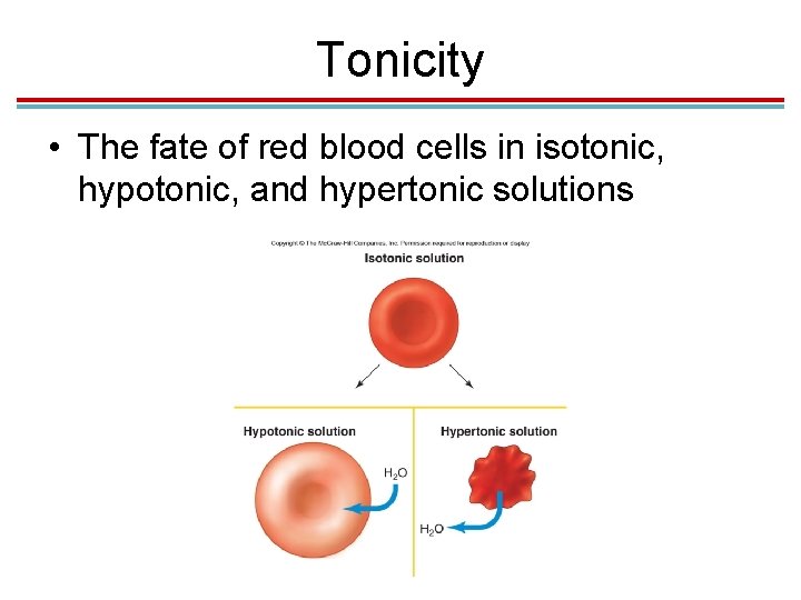 Tonicity • The fate of red blood cells in isotonic, hypotonic, and hypertonic solutions Tonicity • The fate of red blood cells in isotonic, hypotonic, and hypertonic solutions