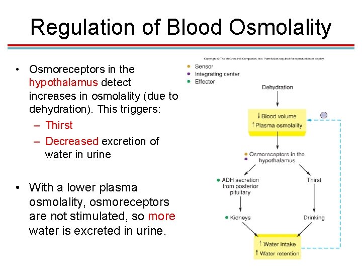 Regulation of Blood Osmolality • Osmoreceptors in the hypothalamus detect increases in osmolality (due Regulation of Blood Osmolality • Osmoreceptors in the hypothalamus detect increases in osmolality (due