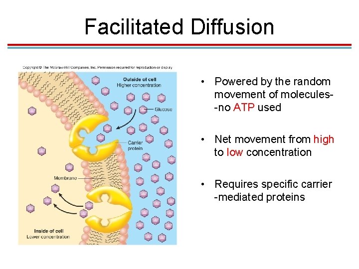 Facilitated Diffusion • Powered by the random movement of molecules-no ATP used • Net Facilitated Diffusion • Powered by the random movement of molecules-no ATP used • Net