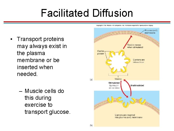 Facilitated Diffusion • Transport proteins may always exist in the plasma membrane or be Facilitated Diffusion • Transport proteins may always exist in the plasma membrane or be