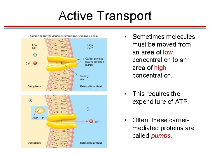 Active Transport • Sometimes molecules must be moved from an area of low concentration Active Transport • Sometimes molecules must be moved from an area of low concentration