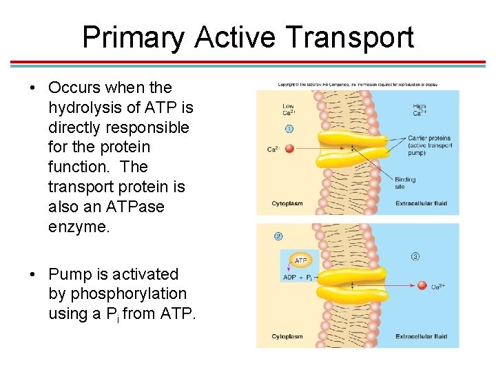 Primary Active Transport • Occurs when the hydrolysis of ATP is directly responsible for Primary Active Transport • Occurs when the hydrolysis of ATP is directly responsible for