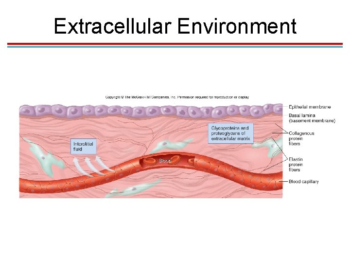 Extracellular Environment Extracellular Environment