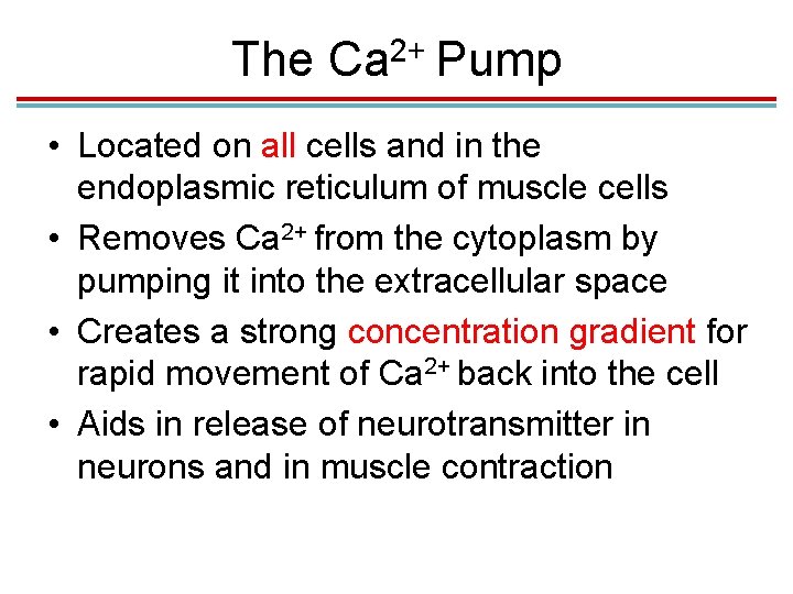 The 2+ Ca Pump • Located on all cells and in the endoplasmic reticulum The 2+ Ca Pump • Located on all cells and in the endoplasmic reticulum