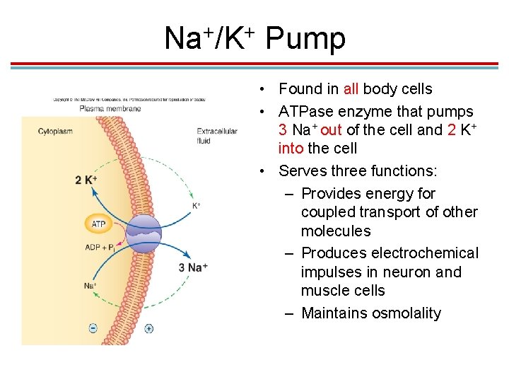 + + Na /K Pump • Found in all body cells • ATPase enzyme + + Na /K Pump • Found in all body cells • ATPase enzyme
