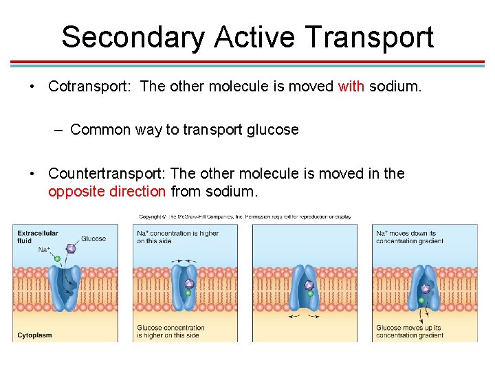 Secondary Active Transport • Cotransport: The other molecule is moved with sodium. – Common Secondary Active Transport • Cotransport: The other molecule is moved with sodium. – Common