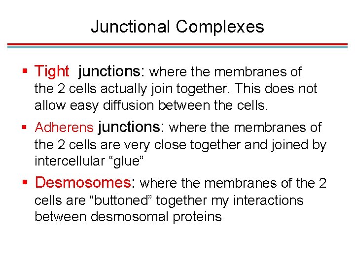 Junctional Complexes § Tight junctions: where the membranes of the 2 cells actually join Junctional Complexes § Tight junctions: where the membranes of the 2 cells actually join