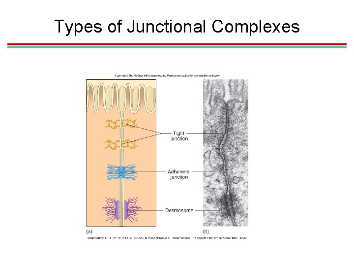 Types of Junctional Complexes Types of Junctional Complexes