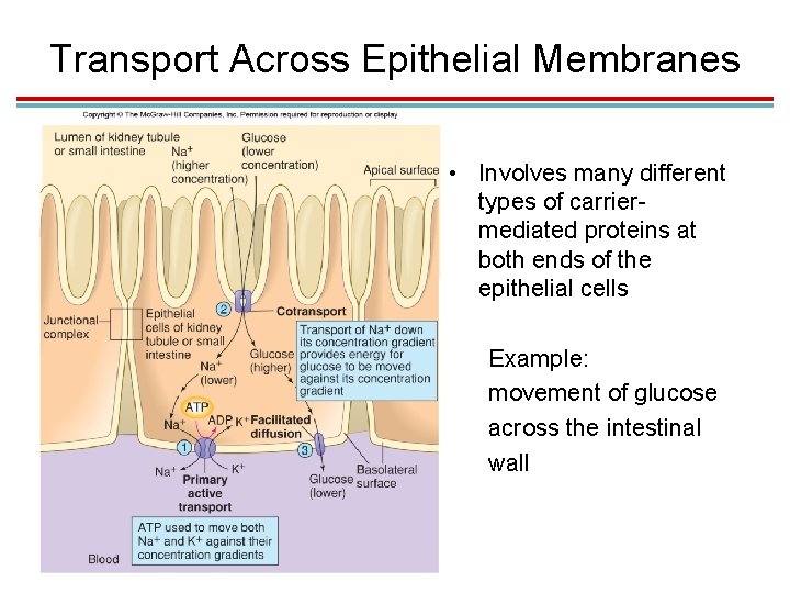 Transport Across Epithelial Membranes • Involves many different types of carriermediated proteins at both Transport Across Epithelial Membranes • Involves many different types of carriermediated proteins at both