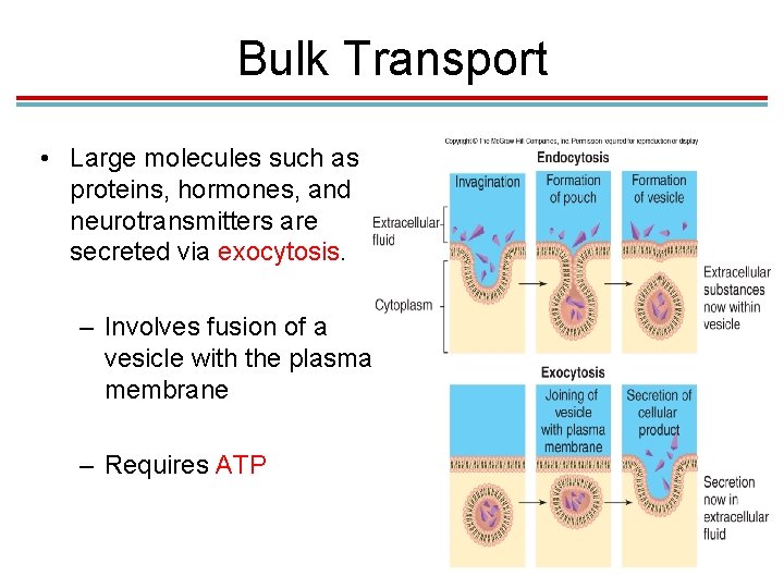 Bulk Transport • Large molecules such as proteins, hormones, and neurotransmitters are secreted via Bulk Transport • Large molecules such as proteins, hormones, and neurotransmitters are secreted via