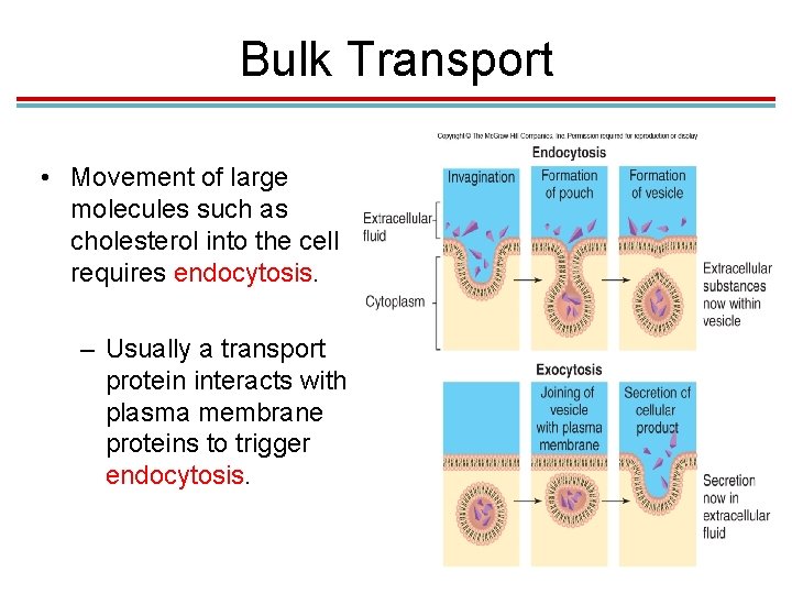 Bulk Transport • Movement of large molecules such as cholesterol into the cell requires Bulk Transport • Movement of large molecules such as cholesterol into the cell requires