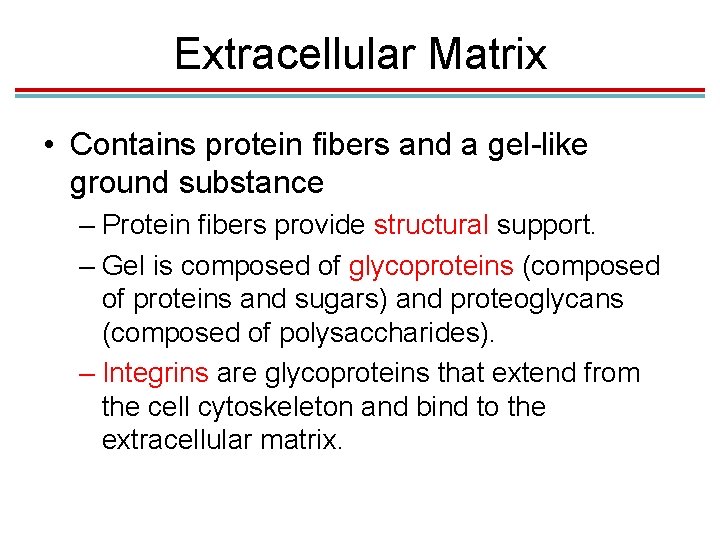 Extracellular Matrix • Contains protein fibers and a gel-like ground substance – Protein fibers Extracellular Matrix • Contains protein fibers and a gel-like ground substance – Protein fibers