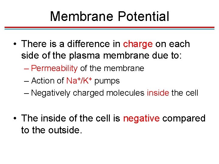 Membrane Potential • There is a difference in charge on each side of the Membrane Potential • There is a difference in charge on each side of the
