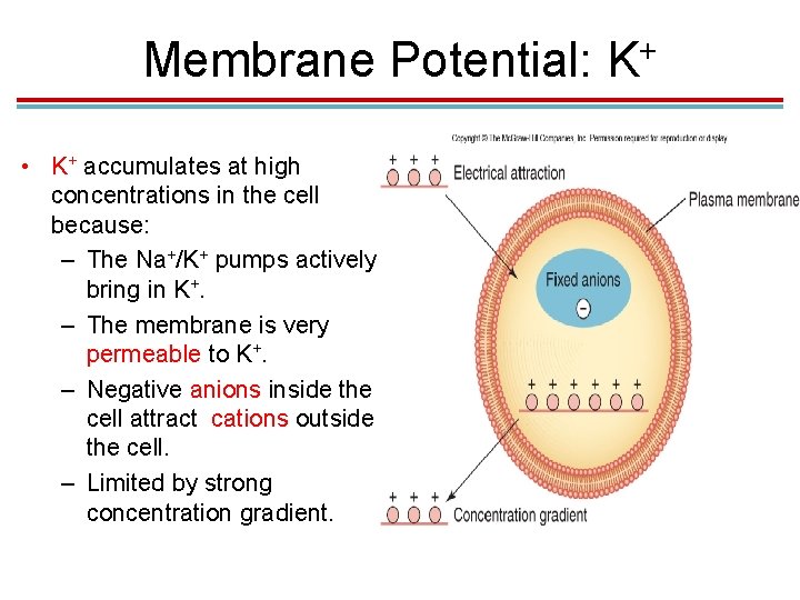 Membrane Potential: • K+ accumulates at high concentrations in the cell because: – The Membrane Potential: • K+ accumulates at high concentrations in the cell because: – The