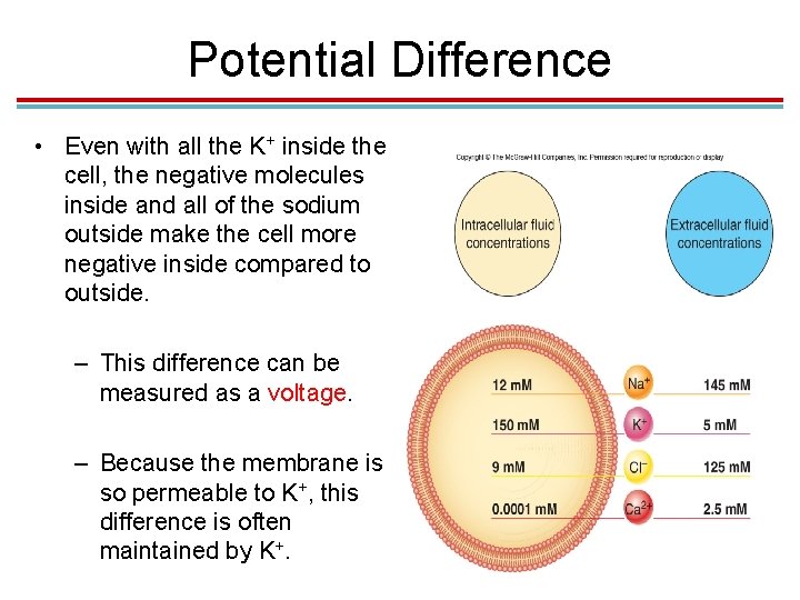Potential Difference • Even with all the K+ inside the cell, the negative molecules Potential Difference • Even with all the K+ inside the cell, the negative molecules