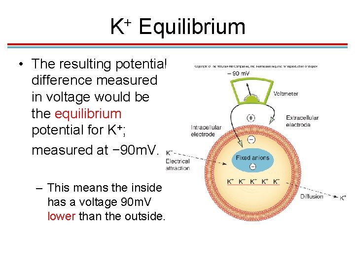 + K Equilibrium • The resulting potential difference measured in voltage would be the + K Equilibrium • The resulting potential difference measured in voltage would be the