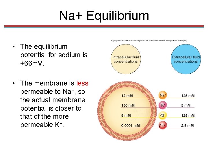 Na+ Equilibrium • The equilibrium potential for sodium is +66 m. V. • The Na+ Equilibrium • The equilibrium potential for sodium is +66 m. V. • The