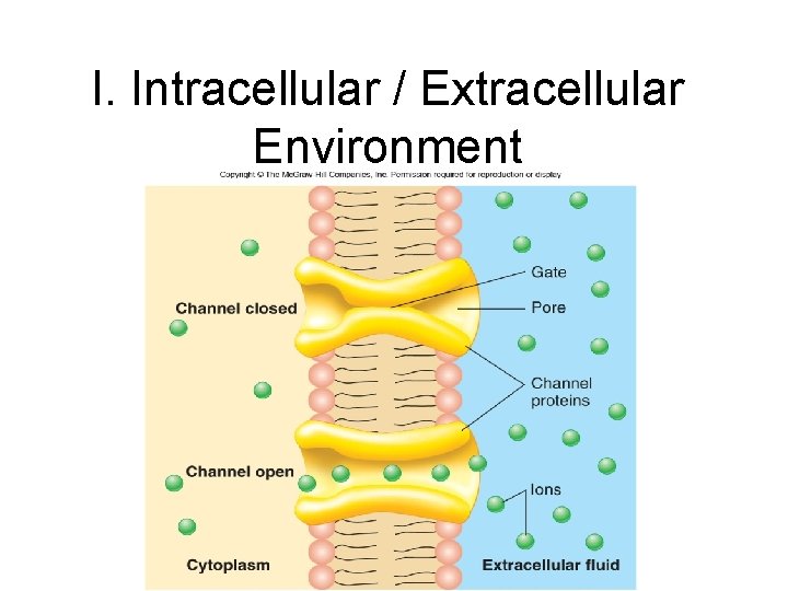 I. Intracellular / Extracellular Environment I. Intracellular / Extracellular Environment