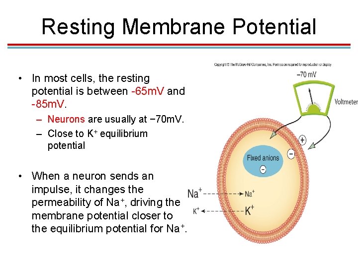 Resting Membrane Potential • In most cells, the resting potential is between -65 m. Resting Membrane Potential • In most cells, the resting potential is between -65 m.