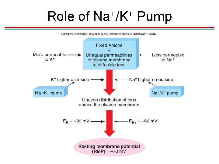 Role of + + Na /K Pump Role of + + Na /K Pump