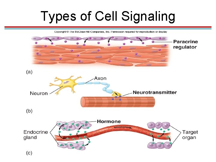 Types of Cell Signaling Types of Cell Signaling