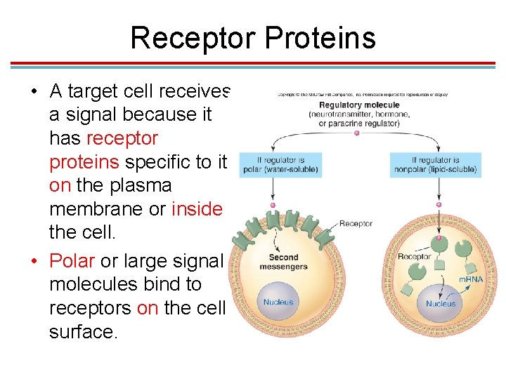 Receptor Proteins • A target cell receives a signal because it has receptor proteins Receptor Proteins • A target cell receives a signal because it has receptor proteins