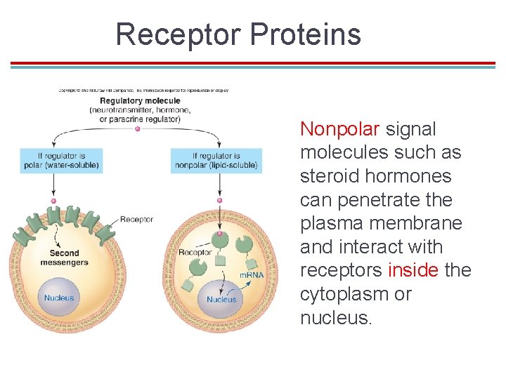 Receptor Proteins Nonpolar signal molecules such as steroid hormones can penetrate the plasma membrane Receptor Proteins Nonpolar signal molecules such as steroid hormones can penetrate the plasma membrane