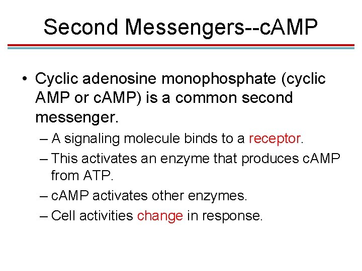 Second Messengers--c. AMP • Cyclic adenosine monophosphate (cyclic AMP or c. AMP) is a Second Messengers--c. AMP • Cyclic adenosine monophosphate (cyclic AMP or c. AMP) is a