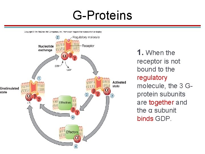 G-Proteins 1. When the receptor is not bound to the regulatory molecule, the 3 G-Proteins 1. When the receptor is not bound to the regulatory molecule, the 3