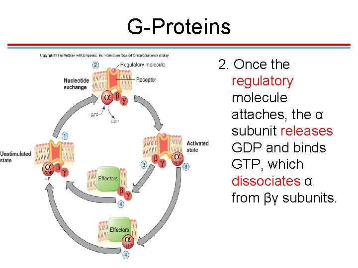 G-Proteins 2. Once the regulatory molecule attaches, the α subunit releases GDP and binds G-Proteins 2. Once the regulatory molecule attaches, the α subunit releases GDP and binds