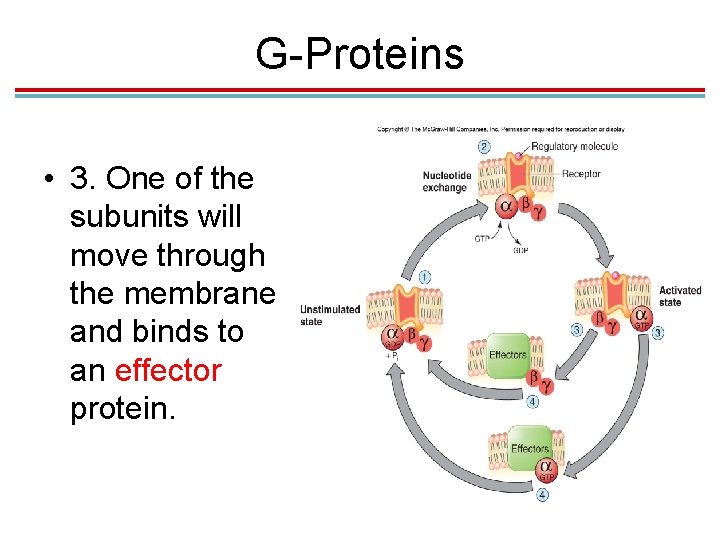 G-Proteins • 3. One of the subunits will move through the membrane and binds G-Proteins • 3. One of the subunits will move through the membrane and binds