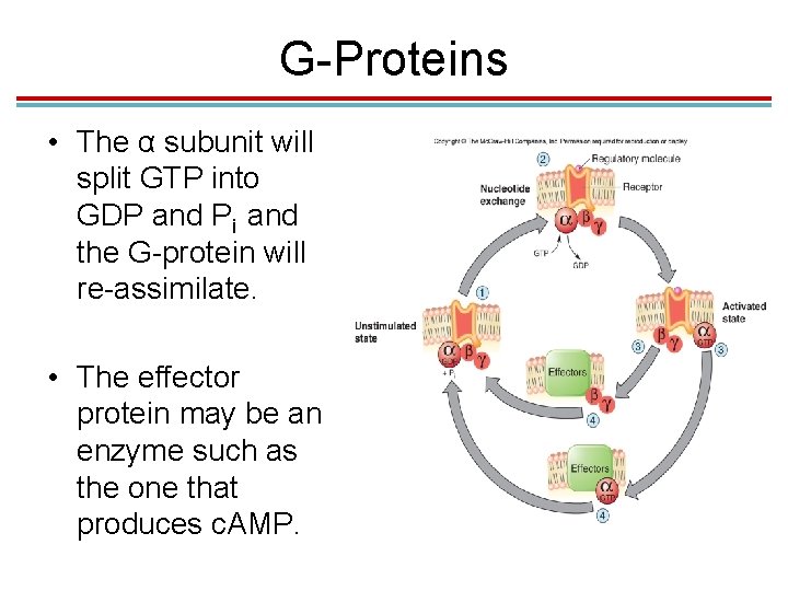 G-Proteins • The α subunit will split GTP into GDP and Pi and the G-Proteins • The α subunit will split GTP into GDP and Pi and the