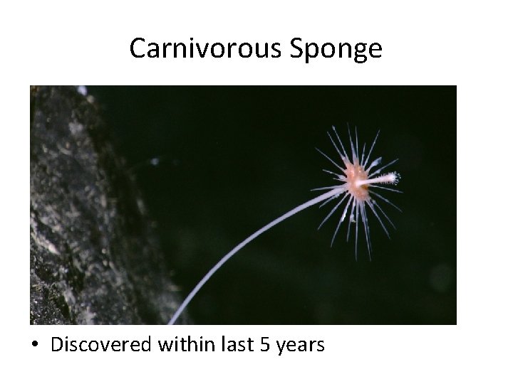Carnivorous Sponge • Discovered within last 5 years 