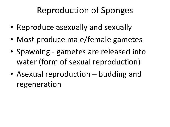 Reproduction of Sponges • Reproduce asexually and sexually • Most produce male/female gametes •