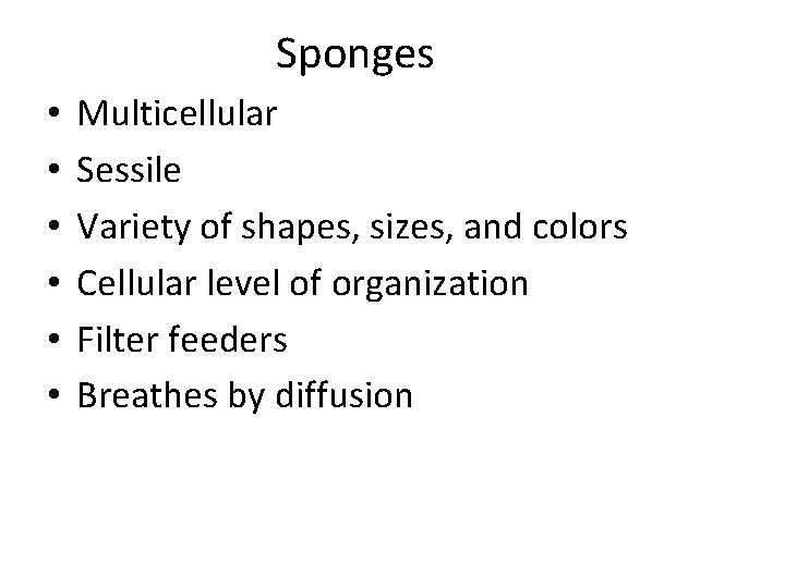 Sponges • • • Multicellular Sessile Variety of shapes, sizes, and colors Cellular level