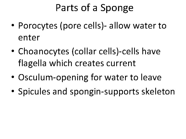 Parts of a Sponge • Porocytes (pore cells)- allow water to enter • Choanocytes