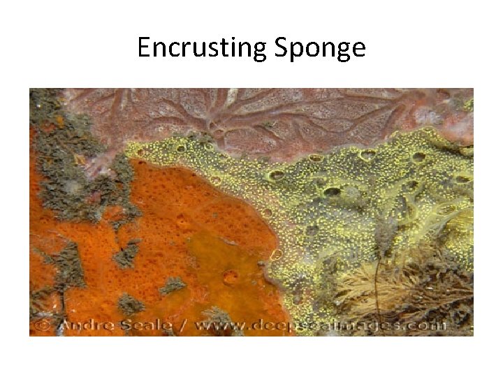 Encrusting Sponge 