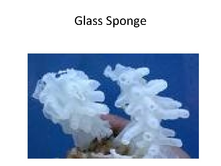 Glass Sponge 