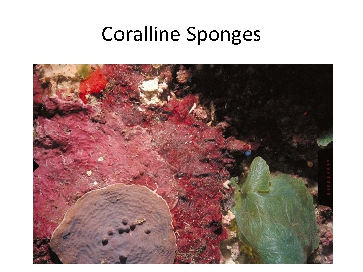 Coralline Sponges 