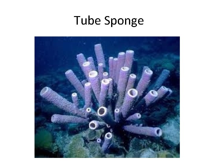 Tube Sponge 