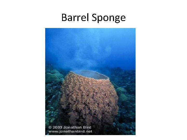 Barrel Sponge 