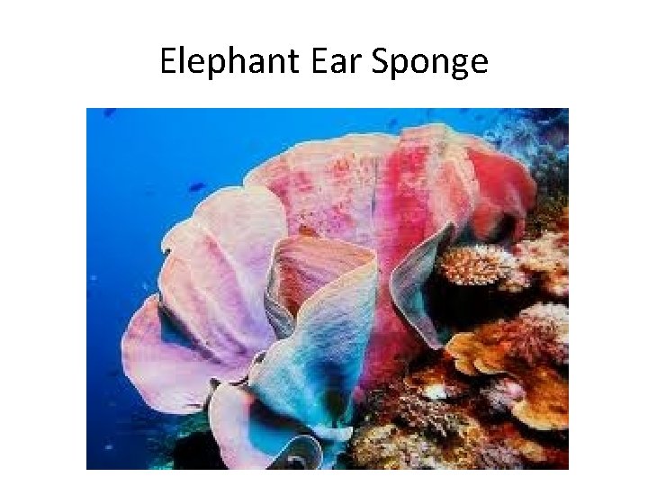 Elephant Ear Sponge 