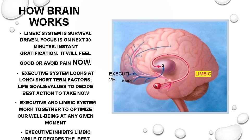 HOW BRAIN WORKS • LIMBIC SYSTEM IS SURVIVAL DRIVEN. FOCUS IS ON NEXT 30