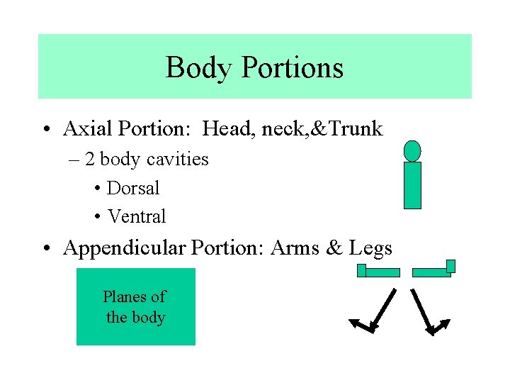 Body Portions • Axial Portion: Head, neck, &Trunk – 2 body cavities • Dorsal