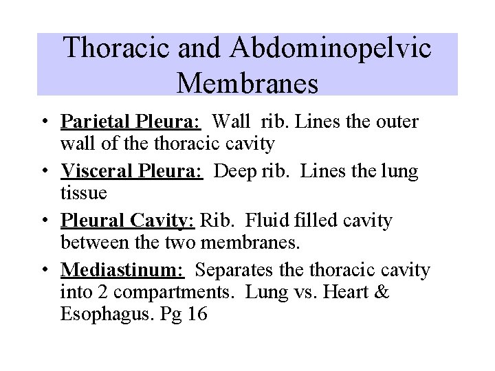 Thoracic and Abdominopelvic Membranes • Parietal Pleura: Wall rib. Lines the outer wall of