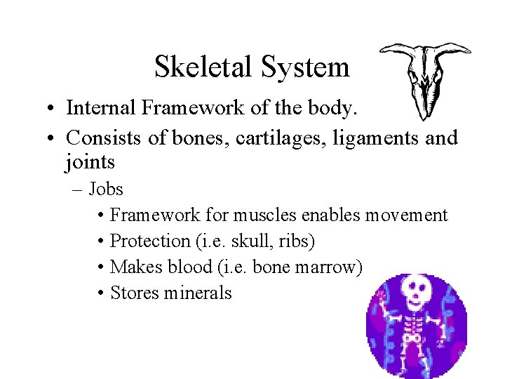 Skeletal System • Internal Framework of the body. • Consists of bones, cartilages, ligaments