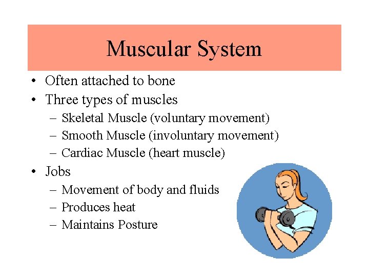 Muscular System • Often attached to bone • Three types of muscles – Skeletal